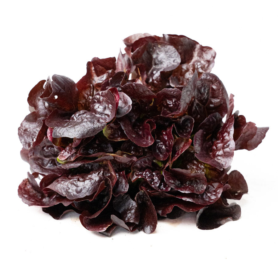 Lechuga Roble Roja Organica