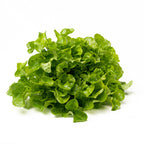 Lechuga Roble Verde Organica