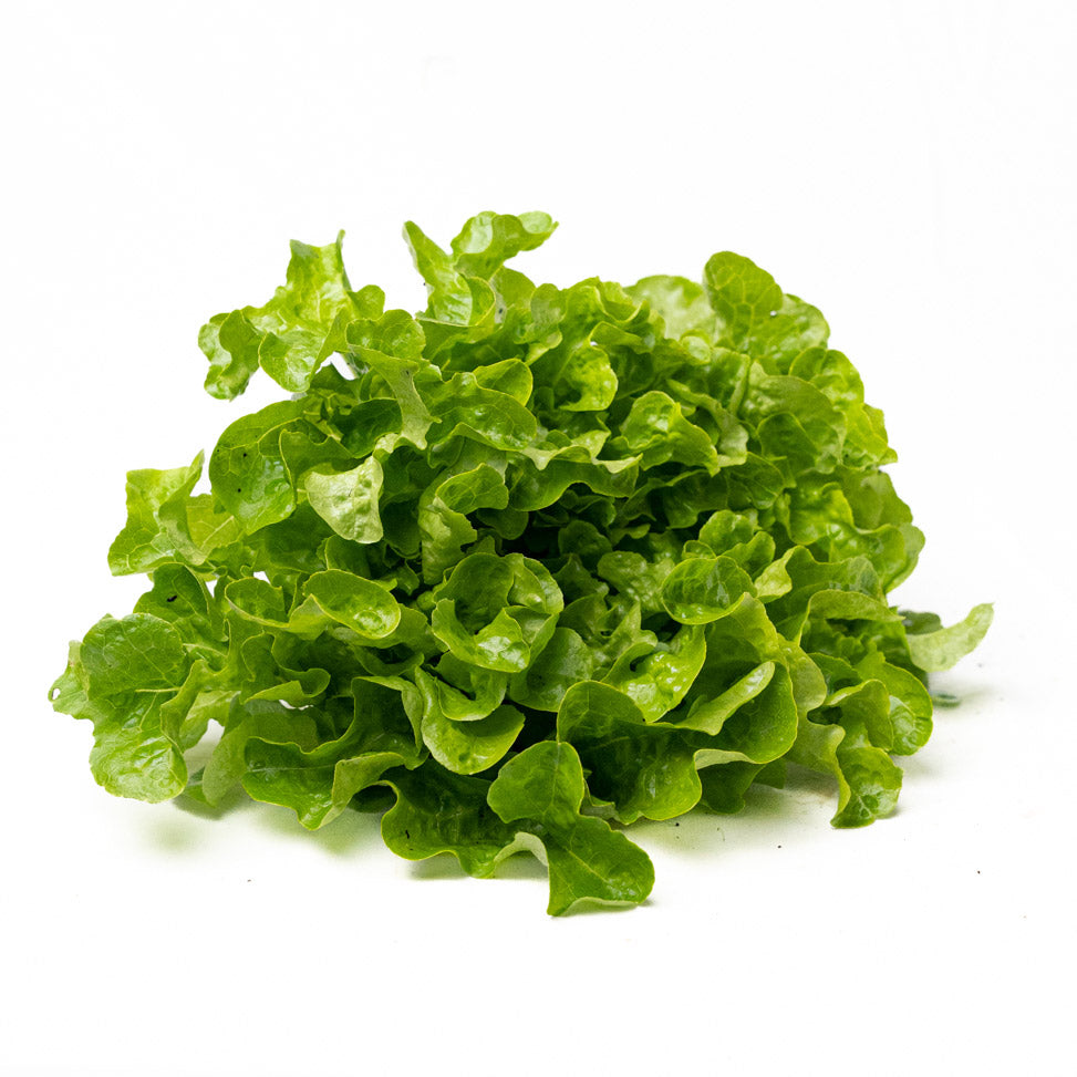 Lechuga Roble Verde Organica