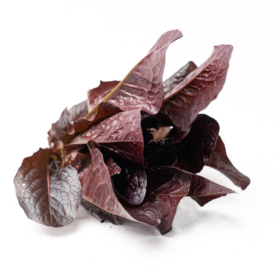 Lechuga Romana Roja Organica