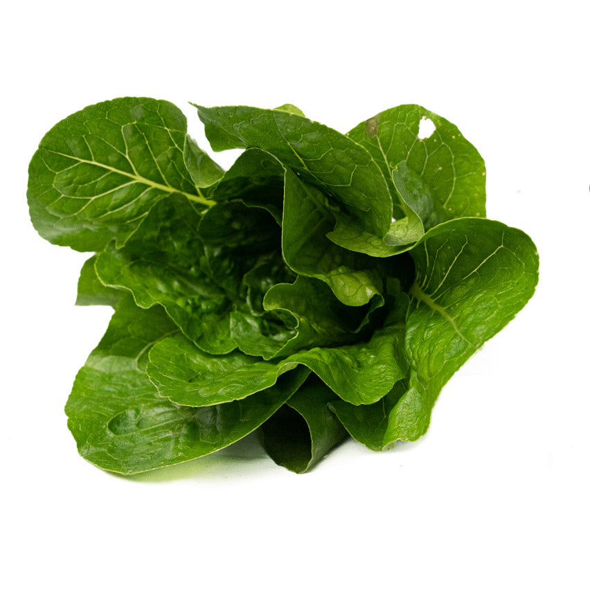 Lechuga Romana Verde Organica