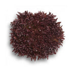 Lechuga Salanova Roja Organica