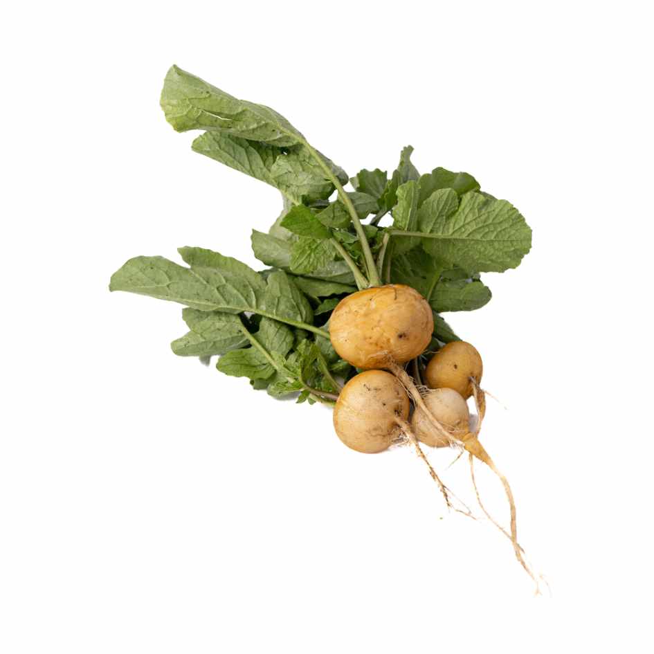 Rabano Amarillo Organico