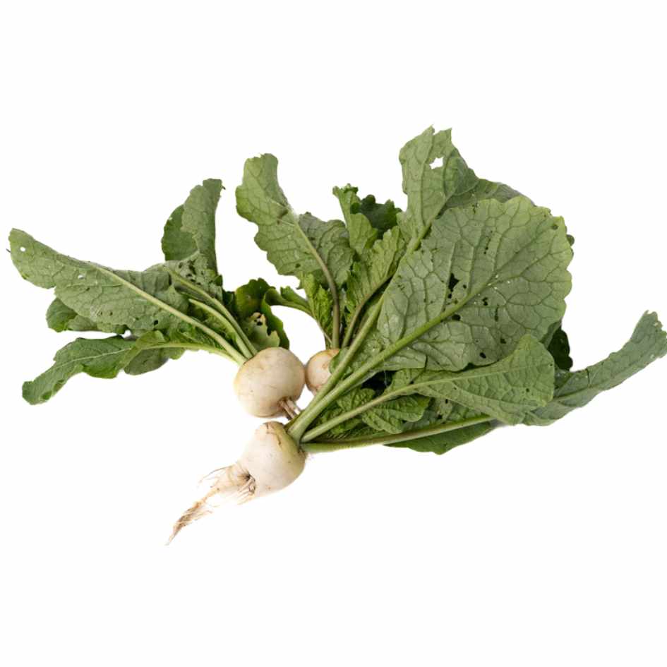 Rabano Blanco Organico
