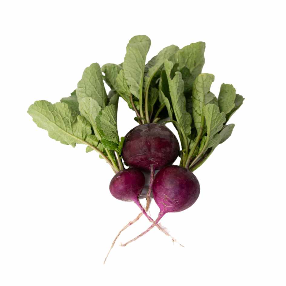 Rabano Morado Organico